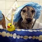 Doggy bathtime