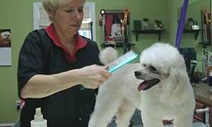 Dog and dog groomer