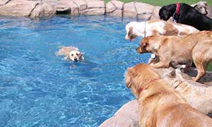 Dogs about to jump in pool, watching one dog already swimming