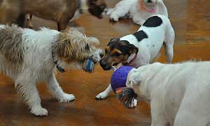 Dogs tugging on a playtoy