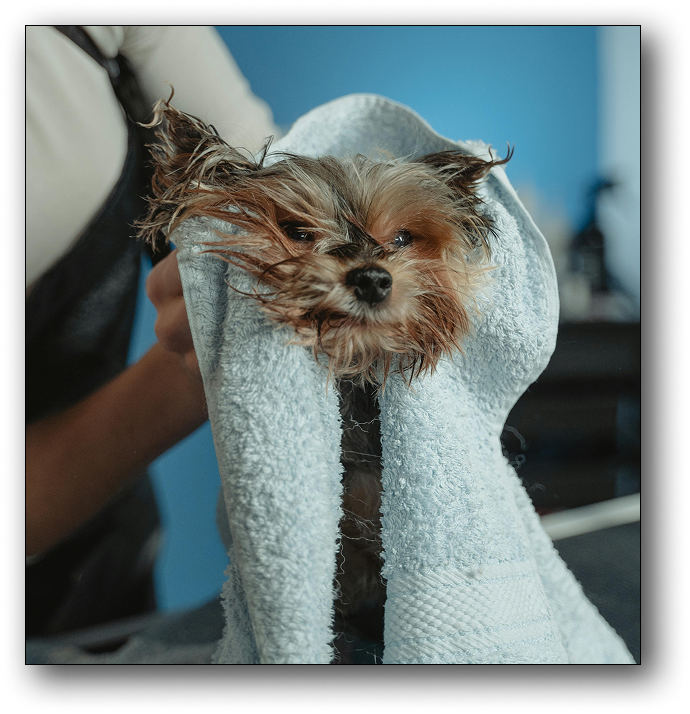 Same cute dog from earlier picture thta is partially wet and being dryed by a person with a fluffy towel