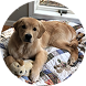 Golden retriever who has been recently groomed sitting on its bed with a stuffed golden retriever toy