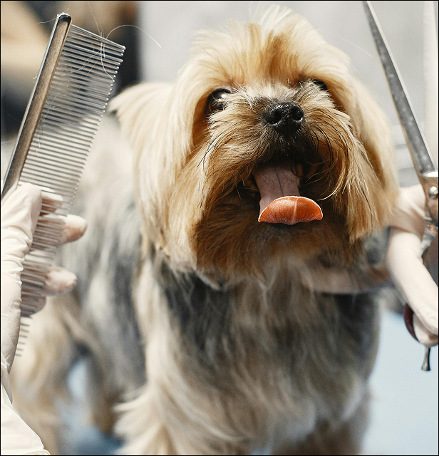A dog being groomed