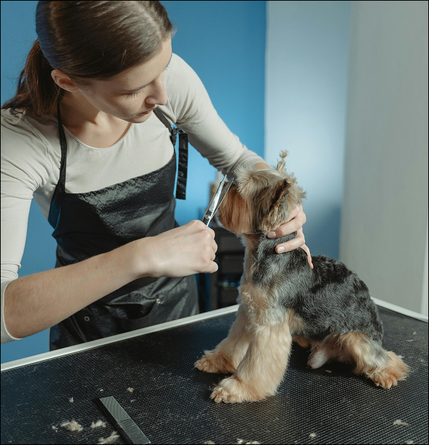 The same dog again from earlier now almost completely groomed with a person in a apron trimming any of the dogs stray hairs