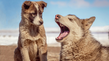 two dogs, one is barking and the other is looking at the other dog who is barking