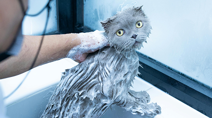 a dejected looking cat being given a bath