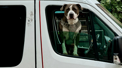 A dog in a harness looking out the front passenger window of a car